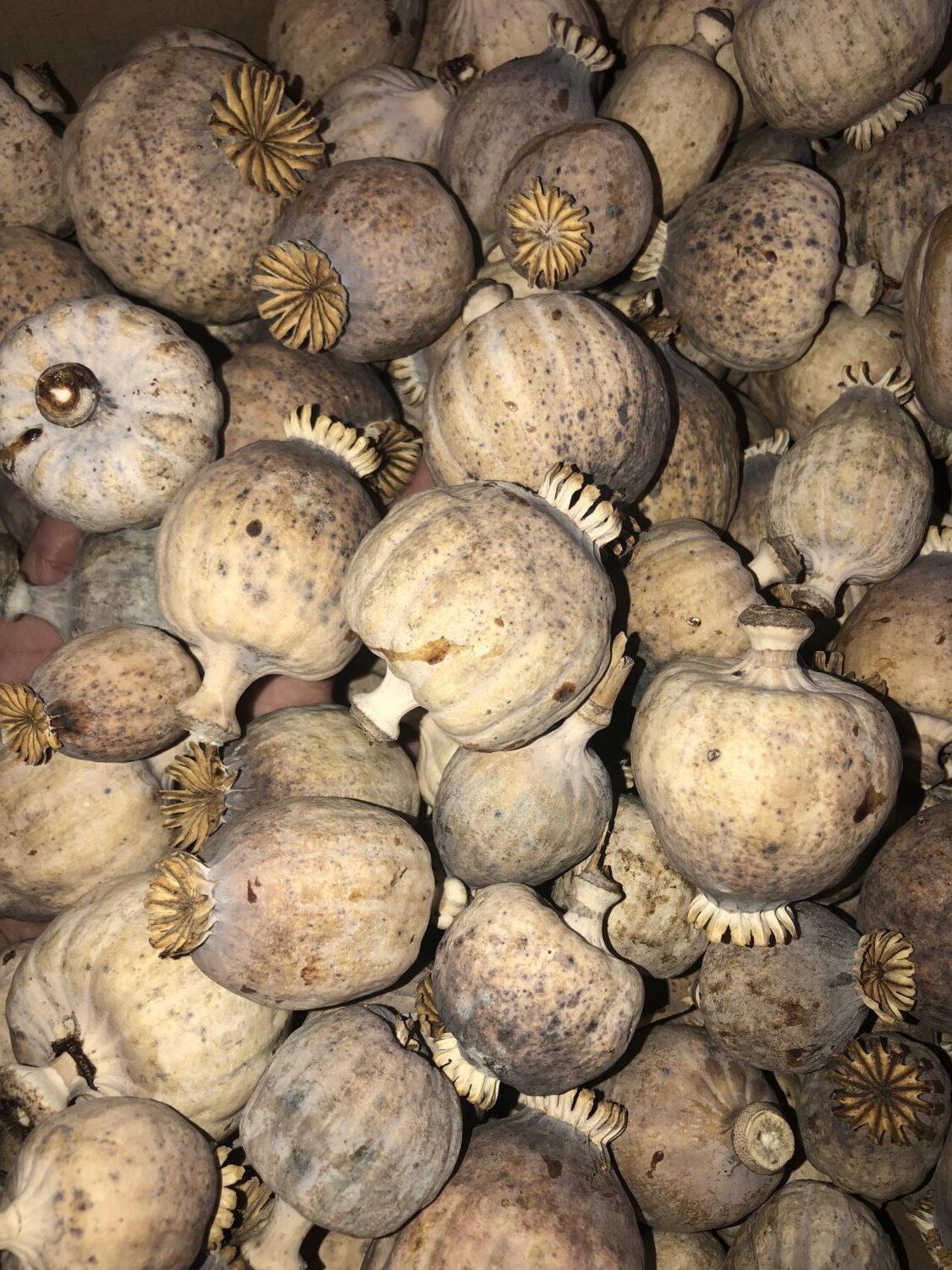 Dried Floral Decorations
