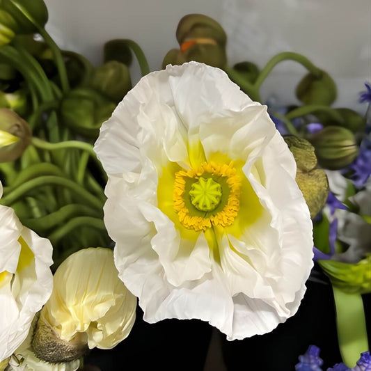 Icelandic Poppies