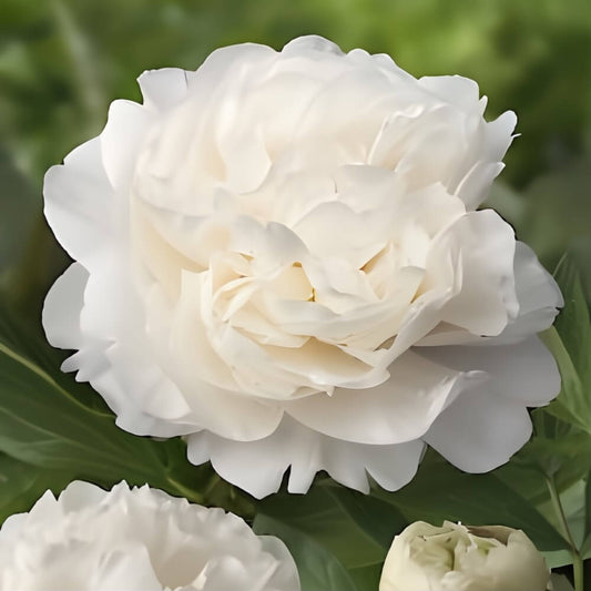 White Peony